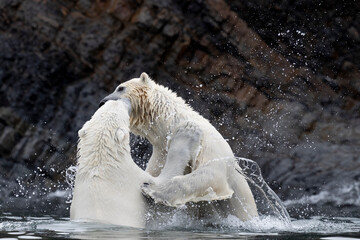 Polar bear mother and cub play in Arctic waters of Svalbard, their mock fight blending strength,...