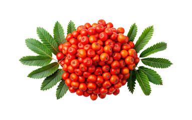 A cluster of bright red rowan berries surrounded by green pinnate leaves