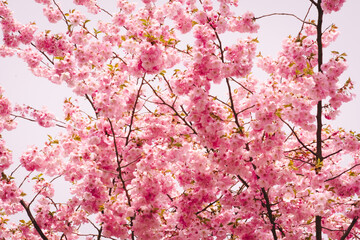 pink cherry blossom