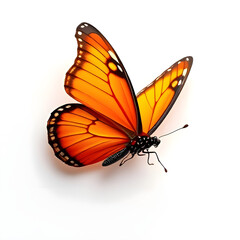 Obraz premium butterfly on white background - An orange monarch butterfly with detailed wings on a white background, showcasing natural beauty and metamorphosis, suitable for nature and wildlife themes.