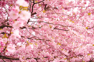 pink cherry blossom