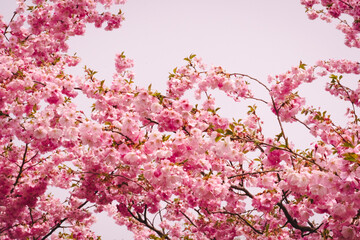 pink cherry blossom