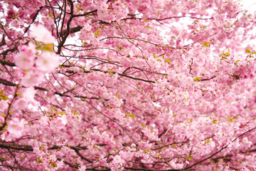 pink cherry blossom