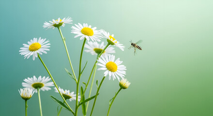 Daisies under soft light with hovering hoverfly creates dreamy summer day feeling