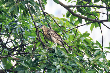 Black-Crowned Night Herons Resting in Lush Tree Canopy