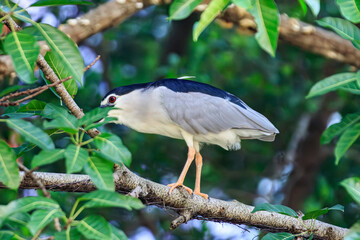 Black-crowned night heron perched on a branch