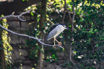 Black-crowned Night Heron Perched on a Branch