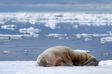 A walrus resting on Arctic ice in Svalbard, a peaceful scene that captures the calm resilience of...