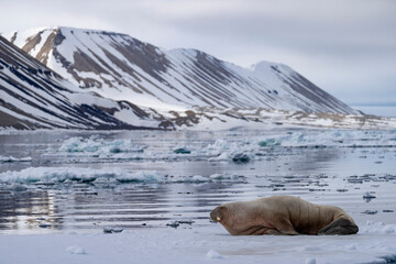 Fototapeta premium A walrus rests on the ice near Svalbard coast, a majestic symbol of Arctic wildlife in its frozen habitat.