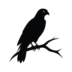 Silhouette of a hawk perched on a branch against a white background