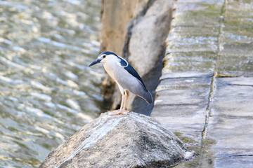 Solitary Black-crowned Night Heron Standing on Rock in Flowing River