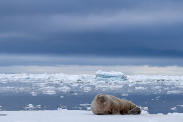 A walrus resting on Arctic ice in Svalbard, a peaceful scene that captures the calm resilience of...