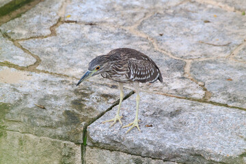 Juvenile Heron on Cracked Stone Pavement