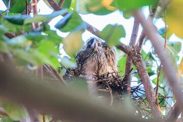 Juvenile black-crowned night herons on a branch