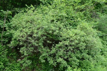 Salix gracilistyla (Gaetbeodeul), a willow shrub with slender leaves and hairy fruits, growing near wetlands in Korea. © HYOJIN
