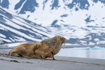 A walrus rests on an Arctic beach in Svalbard, its massive body contrasting with the icy mountains...