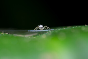 Macro images of a white orb weaver spider (Araneidae) resting on a green leaf while centered over a...