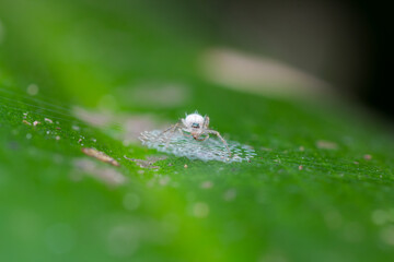 Macro images of a white orb weaver spider (Araneidae) resting on a green leaf while centered over a...