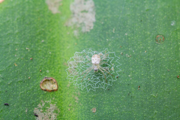 Macro images of a white orb weaver spider (Araneidae) resting on a green leaf while centered over a...