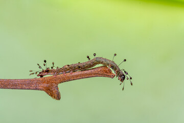 A macro photograph of an Owlet moth caterpillar (Homodes sp.) resting along a slender twig. 