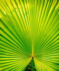 Fototapeta premium A close-up of vibrant green palm leaves stretching out in a striking radial pattern. Raindrops lingering on their surfaces catch the light and emphasize their intricate texture.