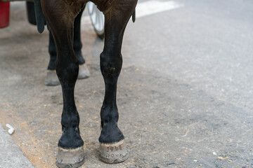 Obraz premium horse in winter