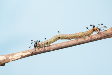 A macro photograph of an Owlet moth caterpillar (Homodes sp.) resting along a slender twig.