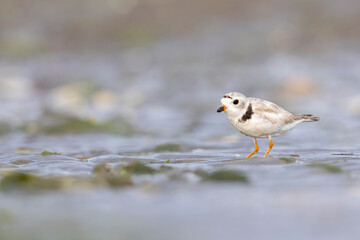 A piping plover (Charadrius melodus) on the beach.