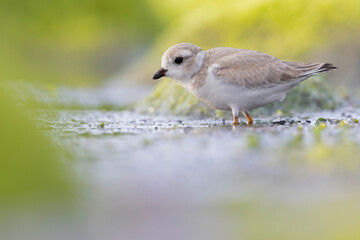 A piping plover (Charadrius melodus) juvenile on the beach.