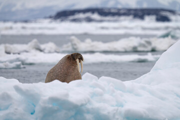 A walrus rests on an ice floe in Svalbard, embodying the resilience and raw power of Arctic wildlife in its frozen habitat. © Ondrej