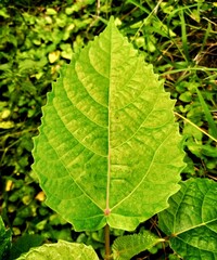 A close-up of a bright green leaf, with its intricate vein pattern and serrated edges, shows a beautiful natural scene with natural patterns.