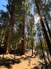 Giant sequoia trees in Sequoia National Park, California, US, Mariposa Grove of Giant Sequoias, General Sherman Giant Sequoia Tree Largest Tree. High quality photo