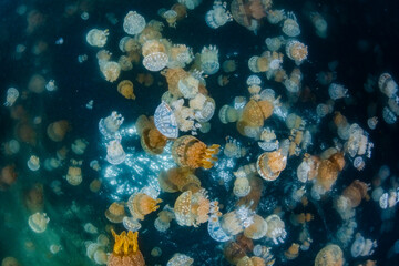 Spotted jellyfish