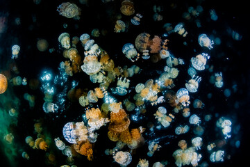 Spotted jellyfish