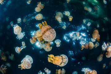 Spotted jellyfish