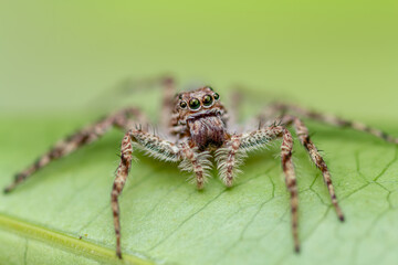 A macro photograph of a Phaeacius species jumping spider perched on a vibrant green leaf. 
