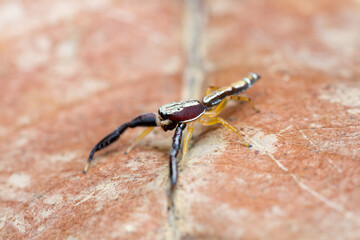 Close-up macro image of Padillothorax semiostrinus, a colorful and rare jumping spider species, perched on a dry leaf. 