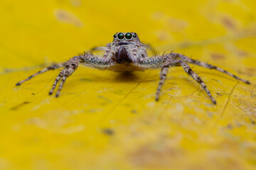 Macro photo of a Phaeacius sp. jumping spider with extended legs and raised posture, positioned on a yellow leaf. 