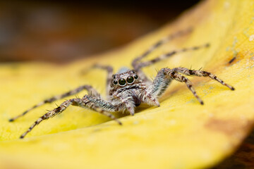 A close-up image of a Phaeacius sp. jumping spider blending into a yellow leaf. 