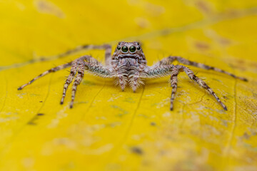 A macro shot of a Phaeacius jumping spider staring directly at the camera, resting on a textured yellow leaf. Its characteristic body pattern and hairy limbs are sharply in focus