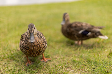 Two ducks are foraging on lush green grass close to a calm pond on a sunny day. One duck is in...