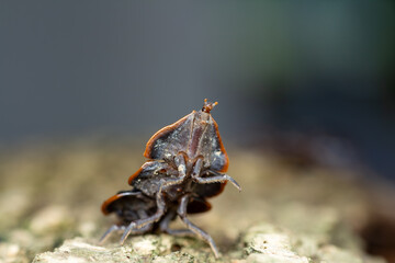 A striking macro photograph of a trilobite beetle larva (genus Platerodrilus) captured in exquisite detail as it clings to the rough texture of weathered tree bark. 