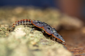 A striking macro photograph of a trilobite beetle larva (genus Platerodrilus) captured in exquisite detail as it clings to the rough texture of weathered tree bark. 
