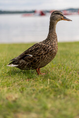 A mallard duck stands gracefully on lush green grass by the lakeshore. Its brown and gray feathers blend with the tranquil water in the background, creating a peaceful atmosphere