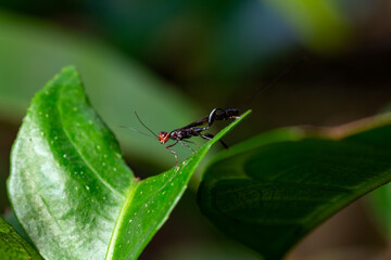 A detailed macro portrait of a slender crown wasp (family Stephanidae) with its distinctive red head and elongated ovipositor, poised on a vibrant green leaf. 