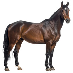Naklejka premium 馬