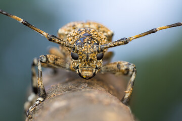 A dramatic macro photograph of a speckled longhorn beetle (genus Coptops) perched on a piece of forest debris. 