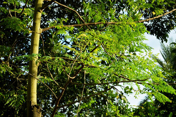 Close-up of vibrant green leaves on tree branch, natural foliage texture, fresh spring growth,