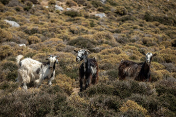 Group of goats in the rural landscape