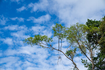 Tukan sitzt auf einem Ast eines Baumes vor einem blauen Himmel im Amazonas Regenwald © MC Stock